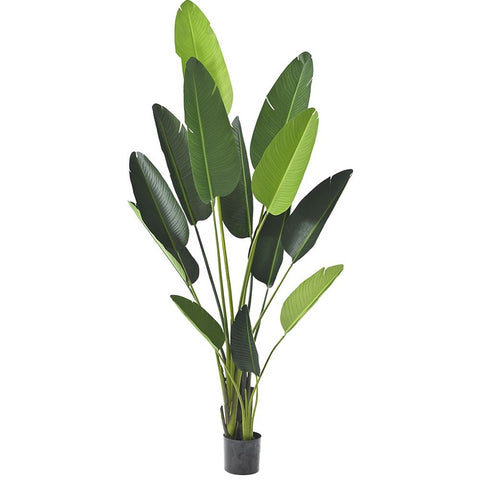 PEME DEKORATIVE RAVENALA