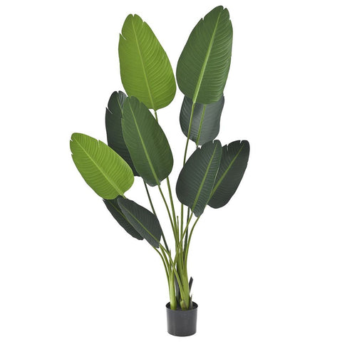 Peme - BANANE