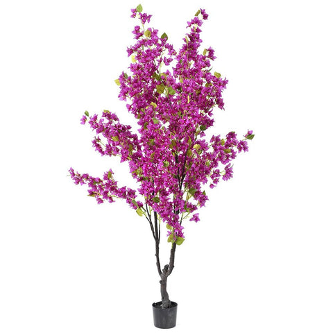 Peme - BOUGAINVILLEA