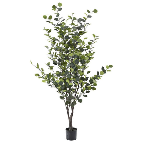 Peme - EUCALYPTUS