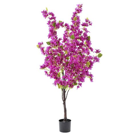 Peme - BOUGAINVILLEA
